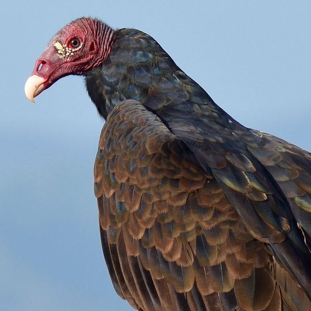 Turkey vultures returning from annual migration - Niagara-on-the