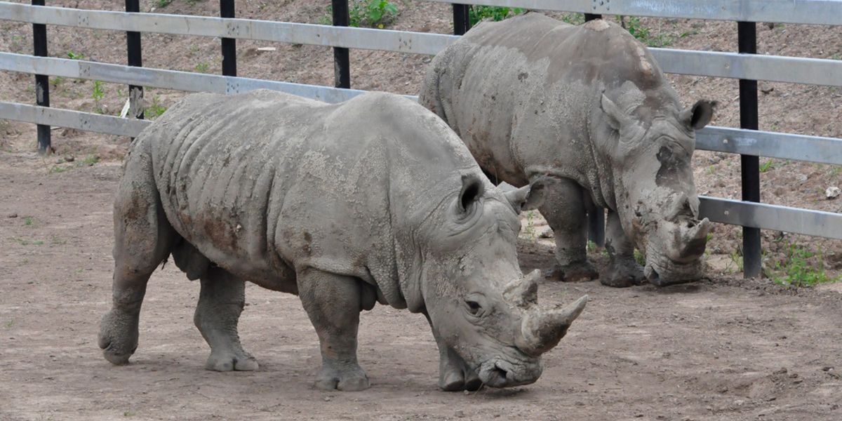 two rhinos are standing next to each other near a fence
