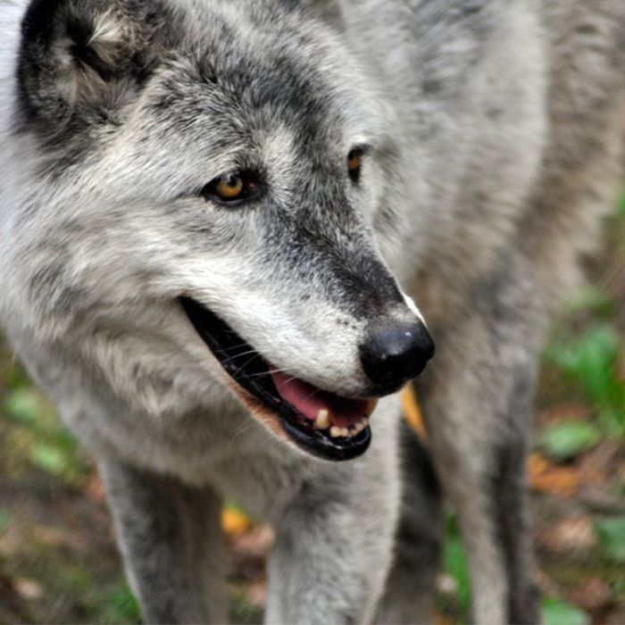 a close up of wolf at interactive zoo experience niagara
