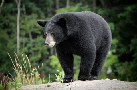 a close up of black bear at interactive zoo experience niagara