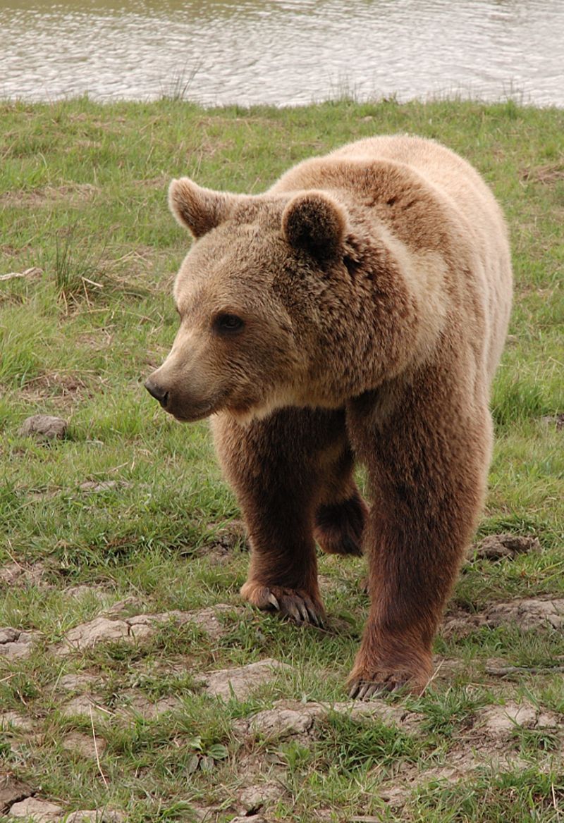 a close up of brown bear at interactive zoo experience niagara