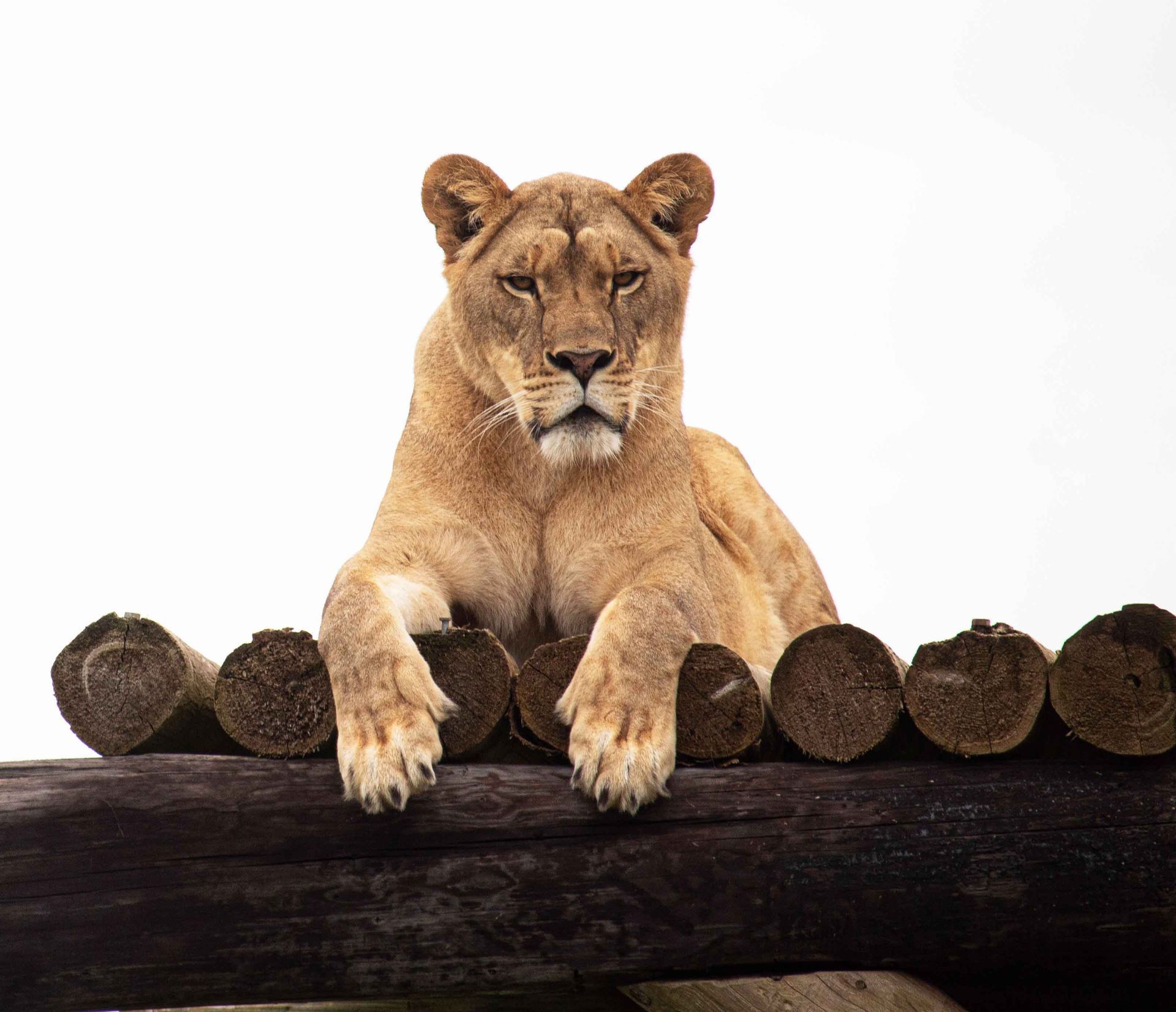 a lioness laying on a log looking at the camera at a zoo in niagara falls