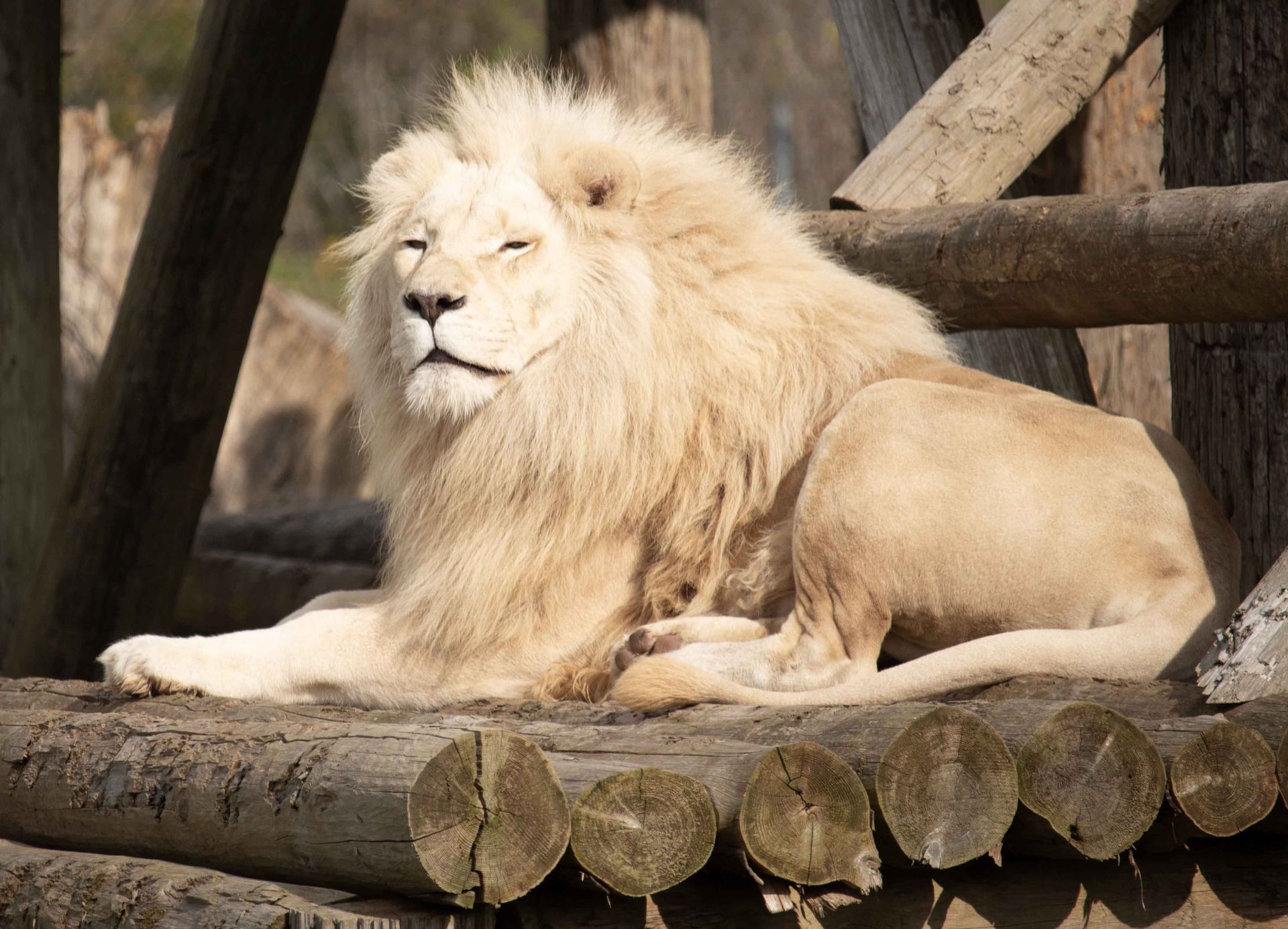 a white lion laying on a wooden platform sunbathing with it's eyes closed