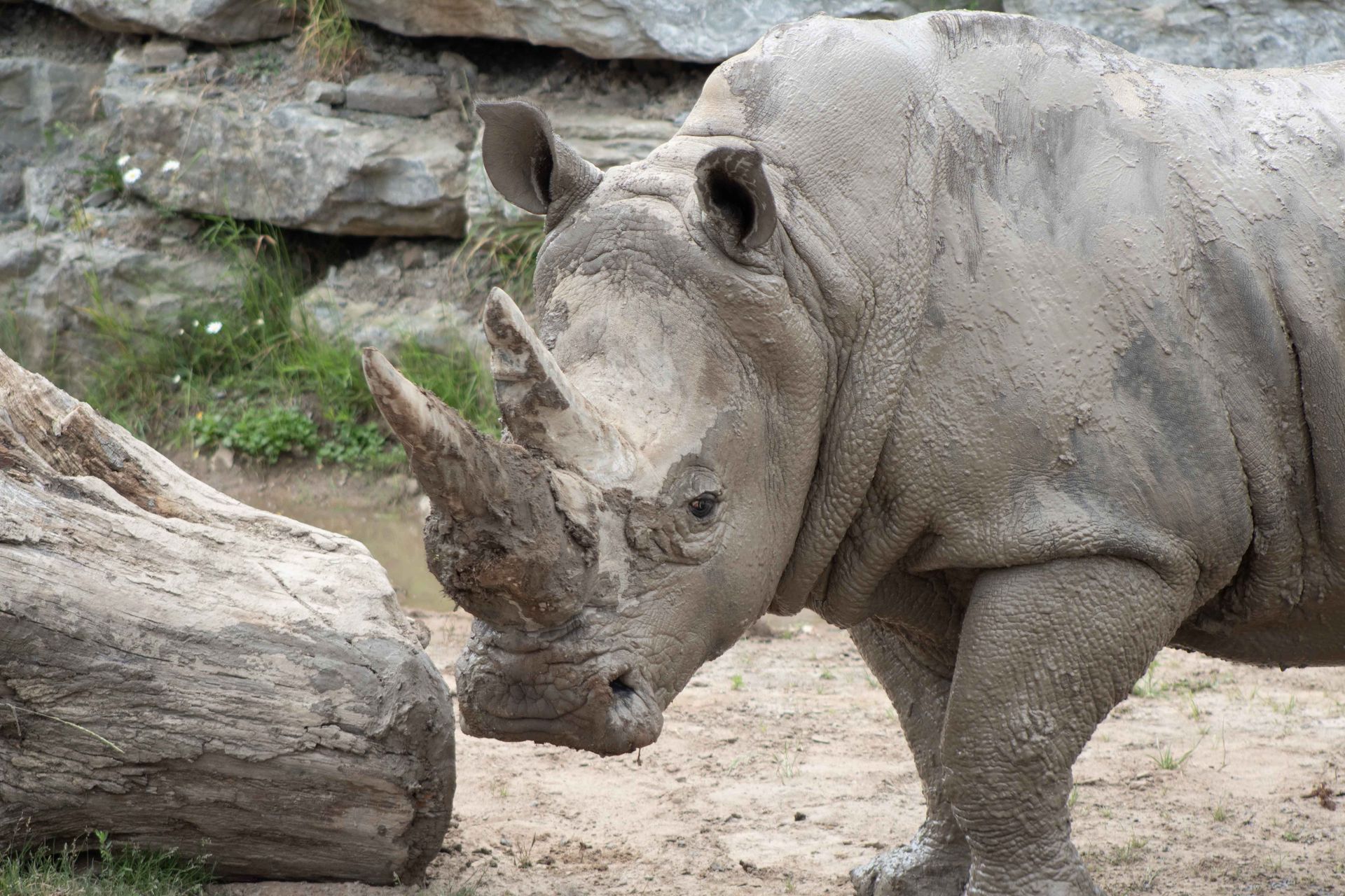 an exotic rhinoceros is standing next to a log in the dirt at safari niagara