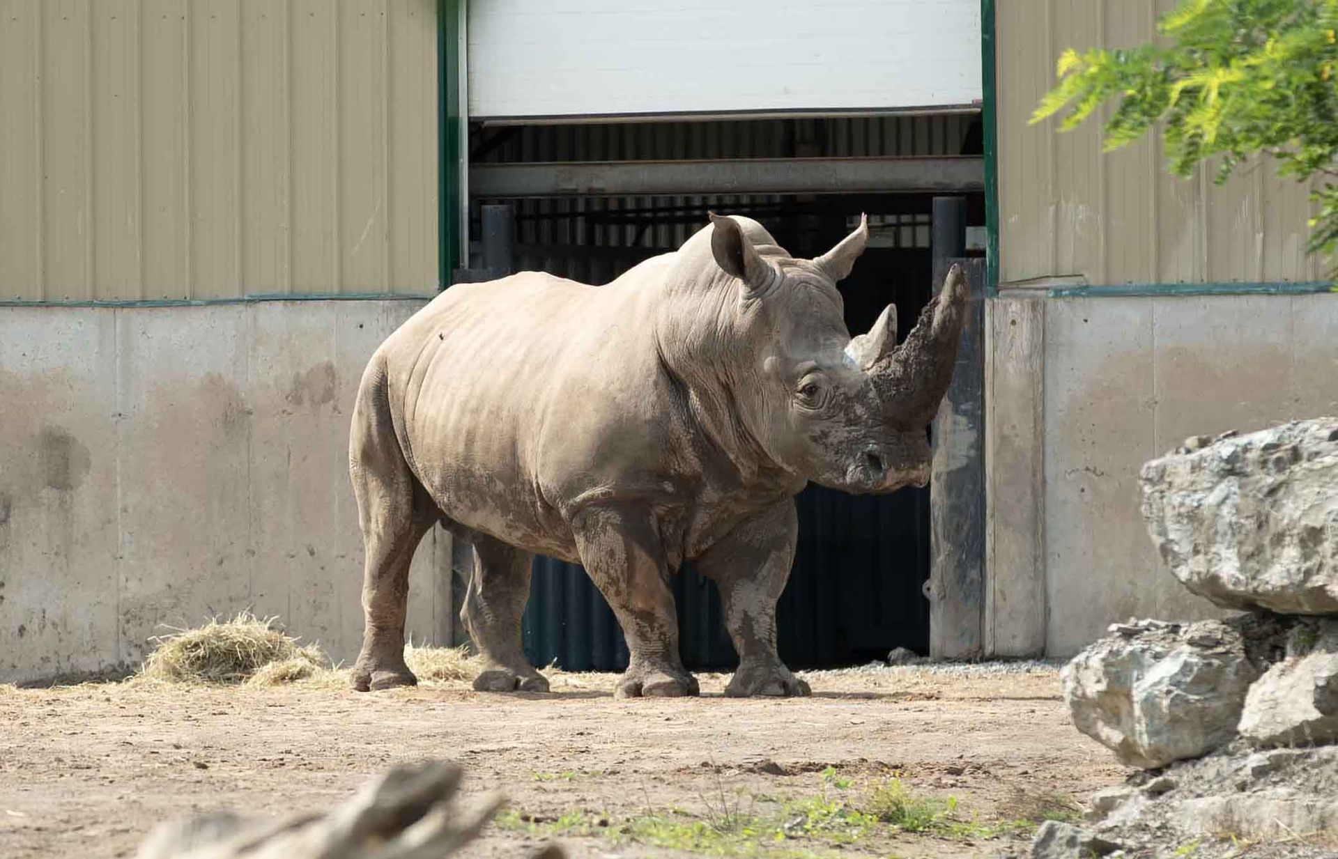 a rhino standing in front of it's barn, in it's exhibit