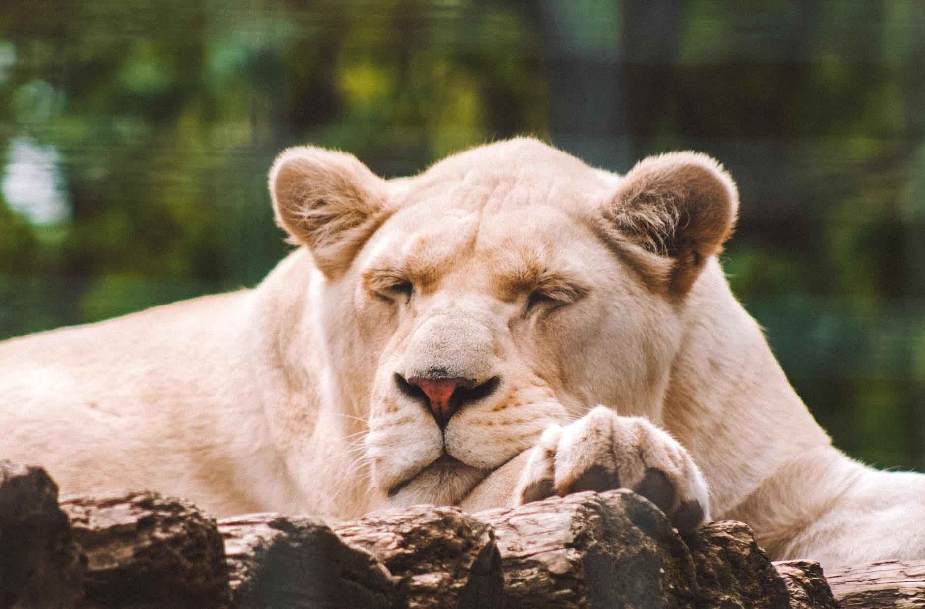 a white lion laying on its paw on a wooden platform in a safari niagara animal exhibit