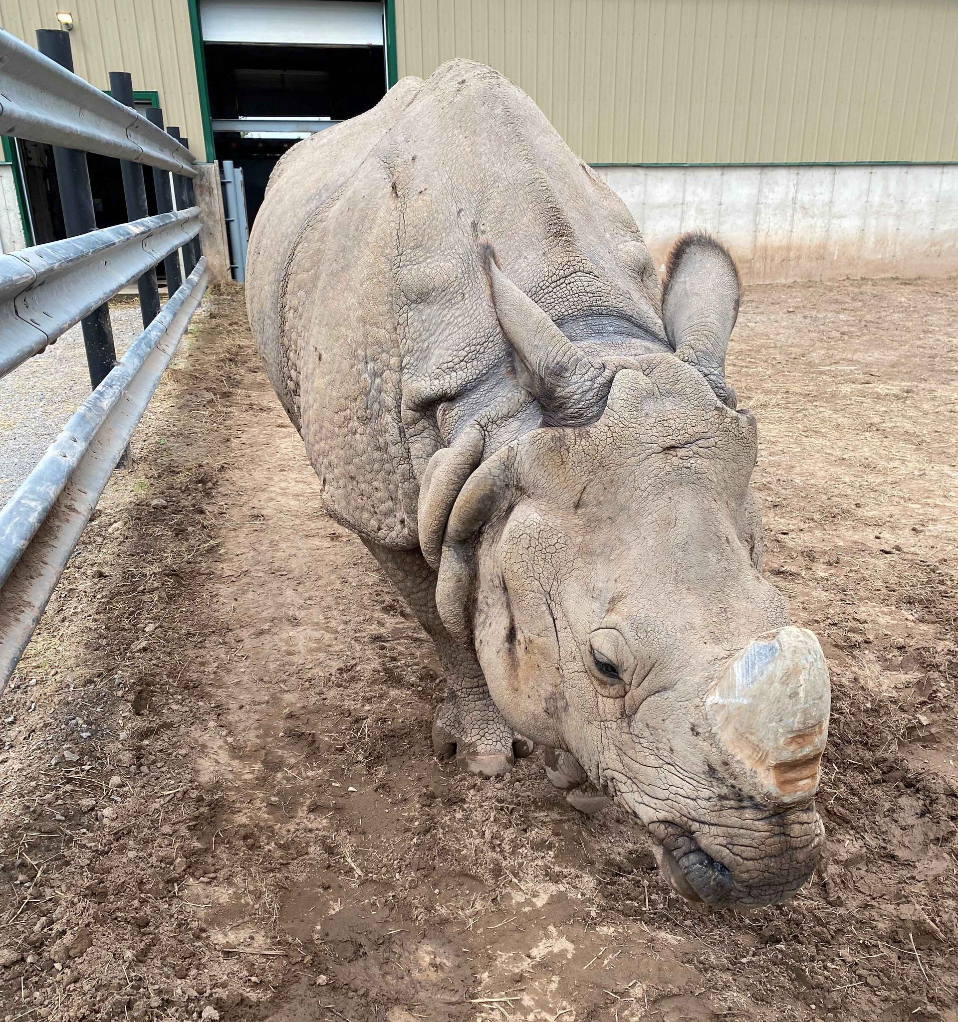 a rhino is standing in the dirt during a behind the scenes experience at safari niagara, a zoo in niagara falls