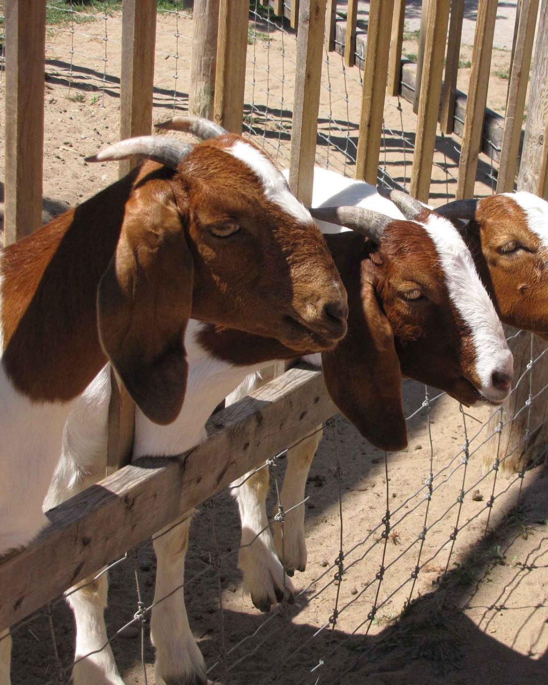 three brown and white goats are behind a fence, being fed at a zoo in safari niagara ontario in the niagara region