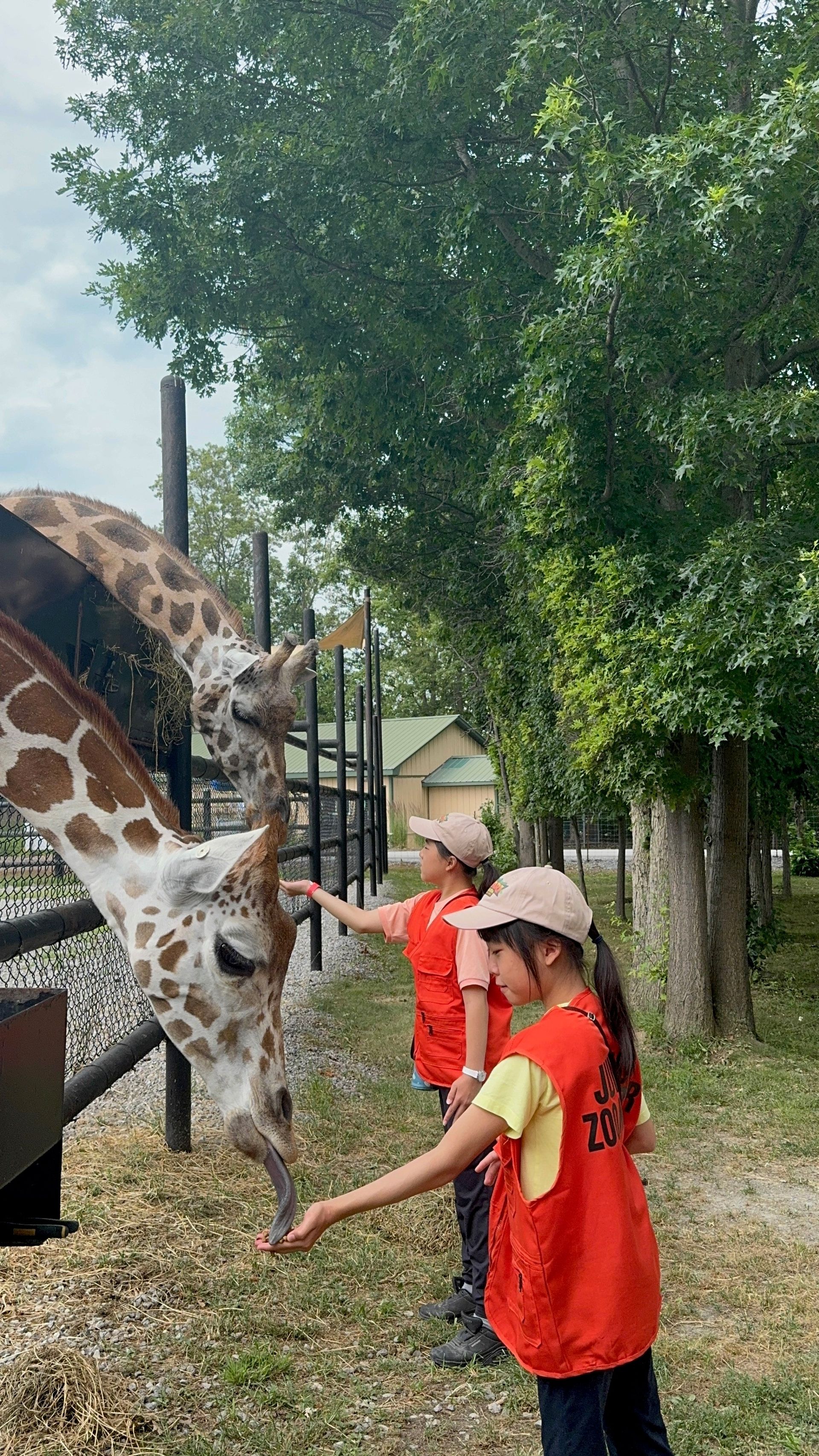 Two girls in orange vests feed giraffes at a zoo.