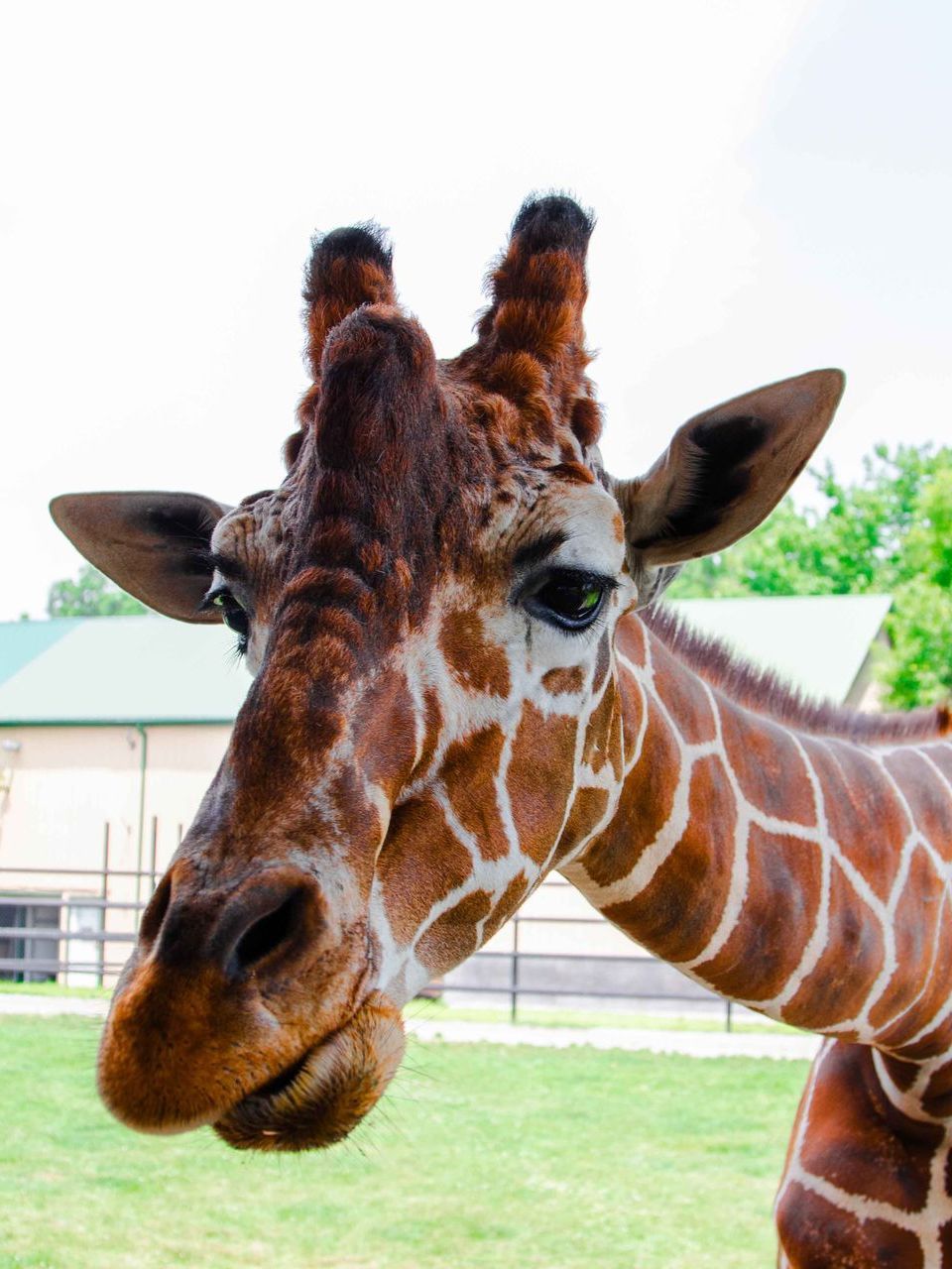 a close up of giraffe at interactive zoo experience niagara