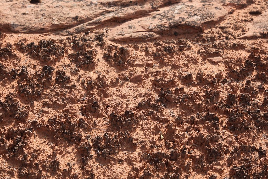 Peaked cyrptobiotic soil shows black color on the tips of growing soil.