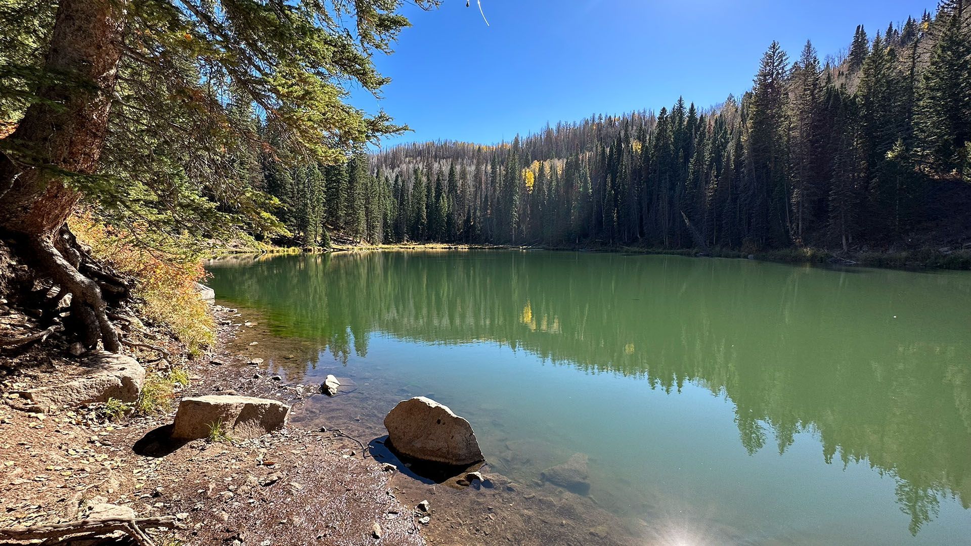 Lake surrounded by trees reflecting in the green water under a blue sky.