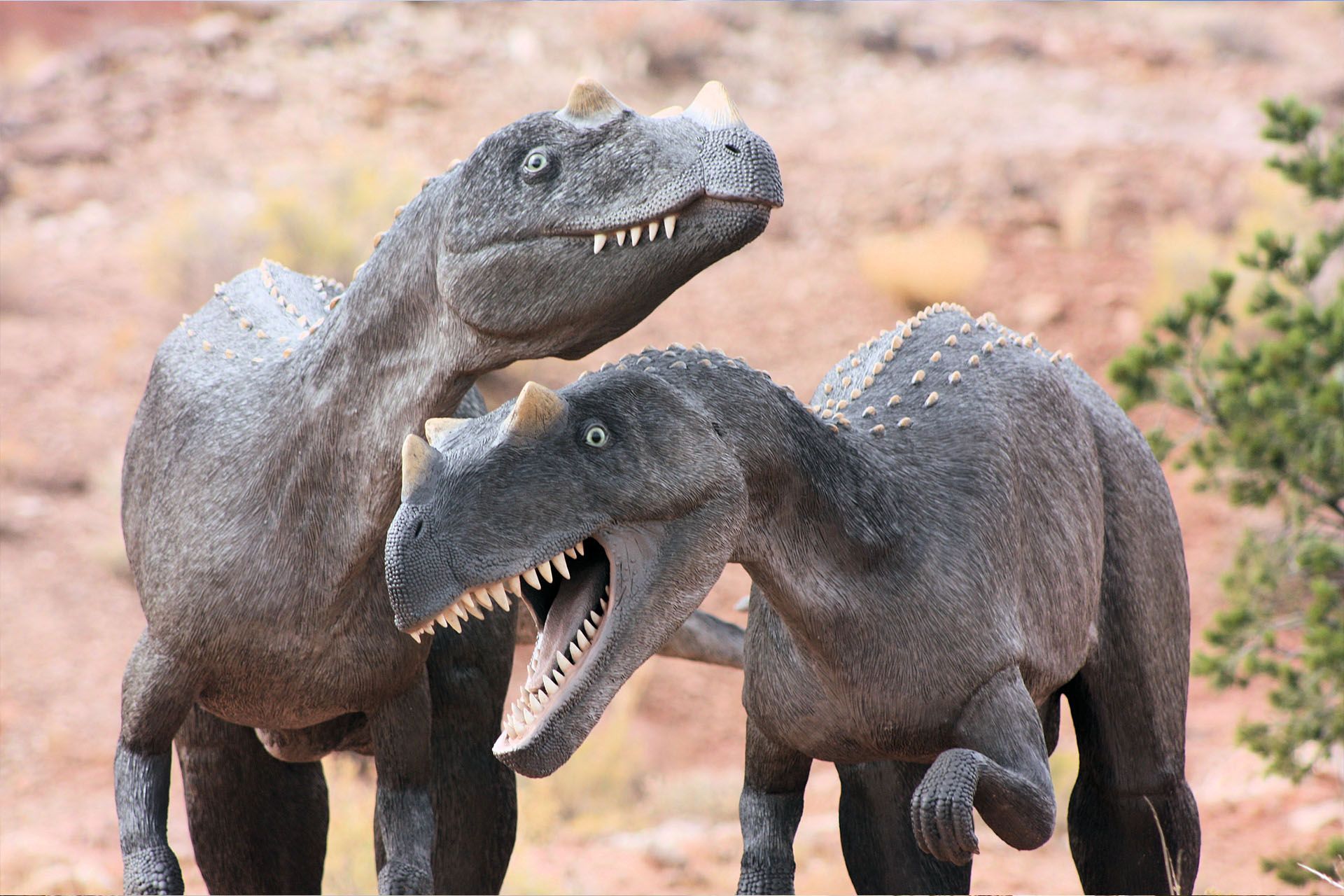 Two gray Ceratosaurus dinosaurs in a desert setting, one roaring, both with head crests and sharp teeth.