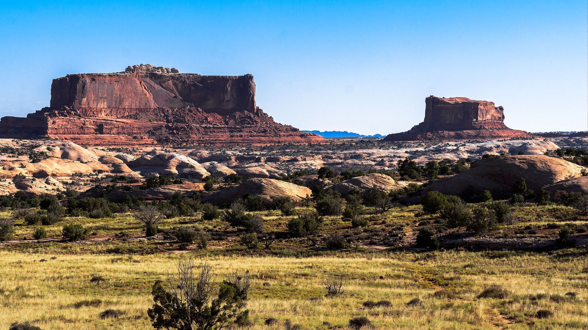 Red rock mesas in a desert landscape with blue sky. Scrub brush and yellow grasses in foreground.
