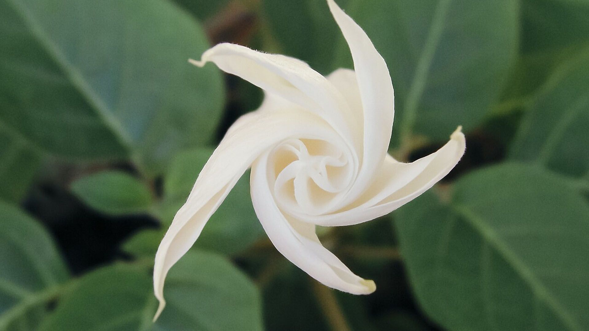 White, swirling flower bud against blurred green leaves.