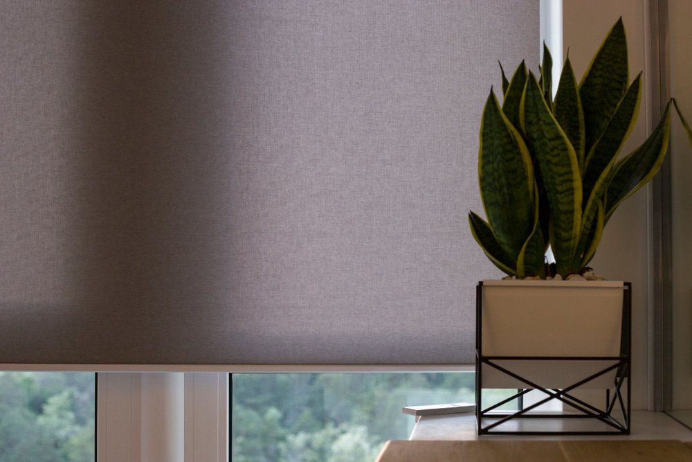 House Plant In A Modern Pot & Automatic Roller Blinds — Studio Curtains & Blinds in Mount Gravatt, QLD