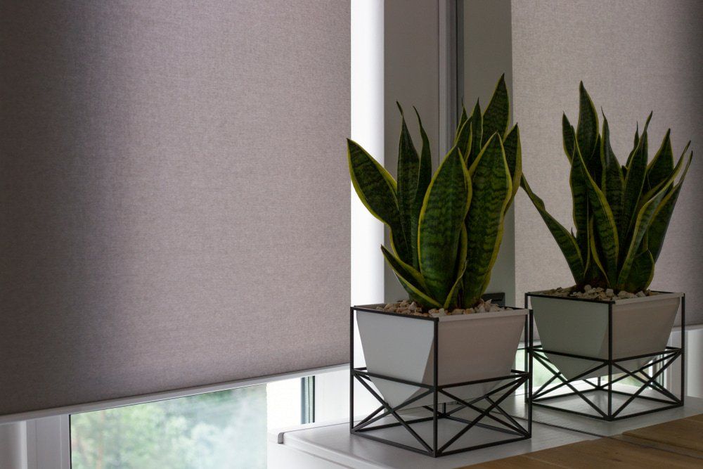 Automatic Blinds On The Window & A House Plant — Electric Blinds in Brisbane, QLD