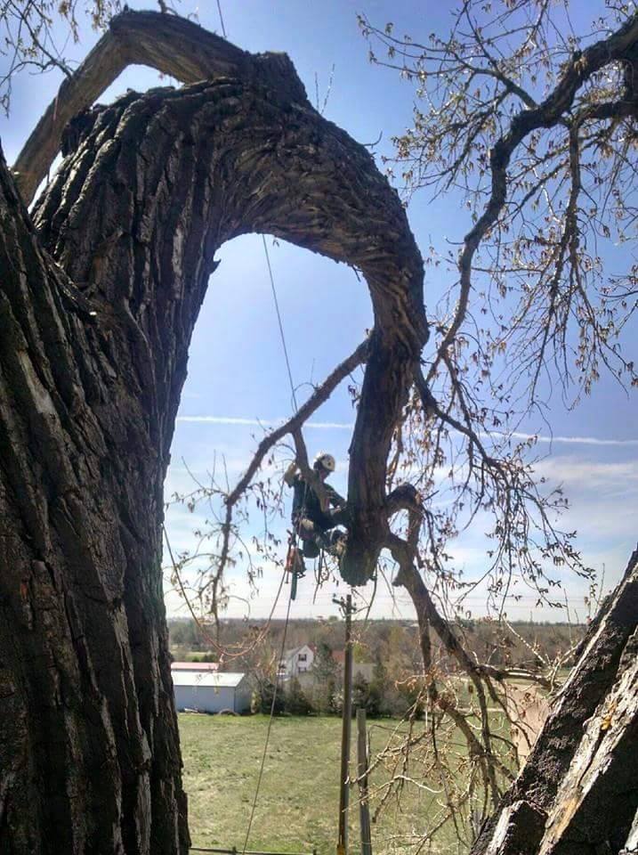 Large Tree Trimming