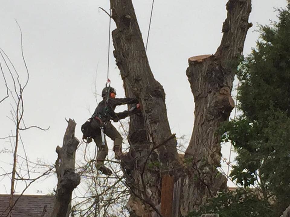 Giant tree trimming