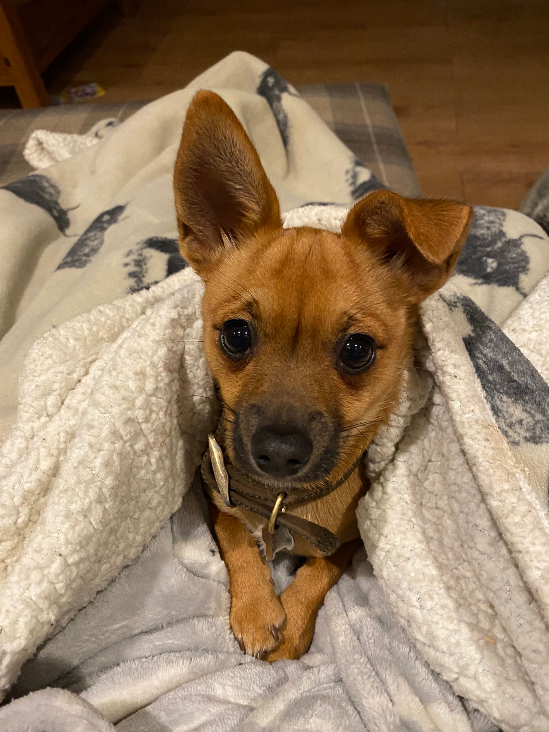 Brown dog with perked ears nestled in a cream-colored blanket, looking at the viewer.