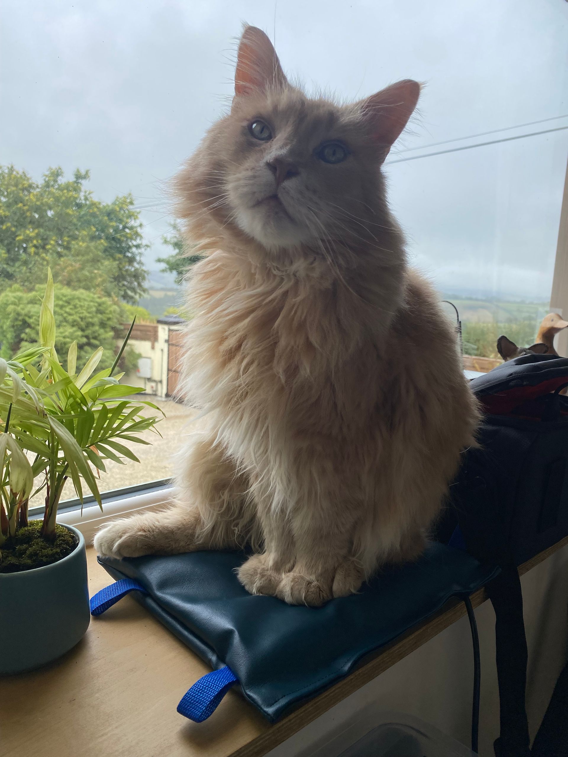 A fluffy, orange cat sits on a blue cushion on a windowsill, looking upwards with a curious expression.