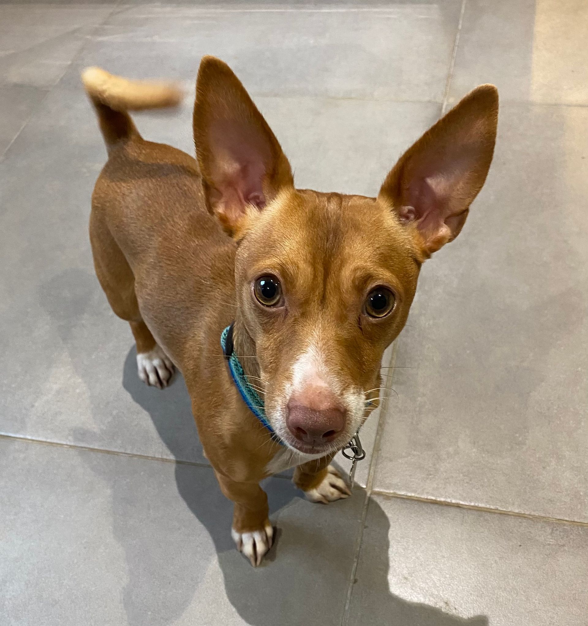 Brown dog with large ears and a white muzzle, wearing a blue collar, standing on a gray surface.