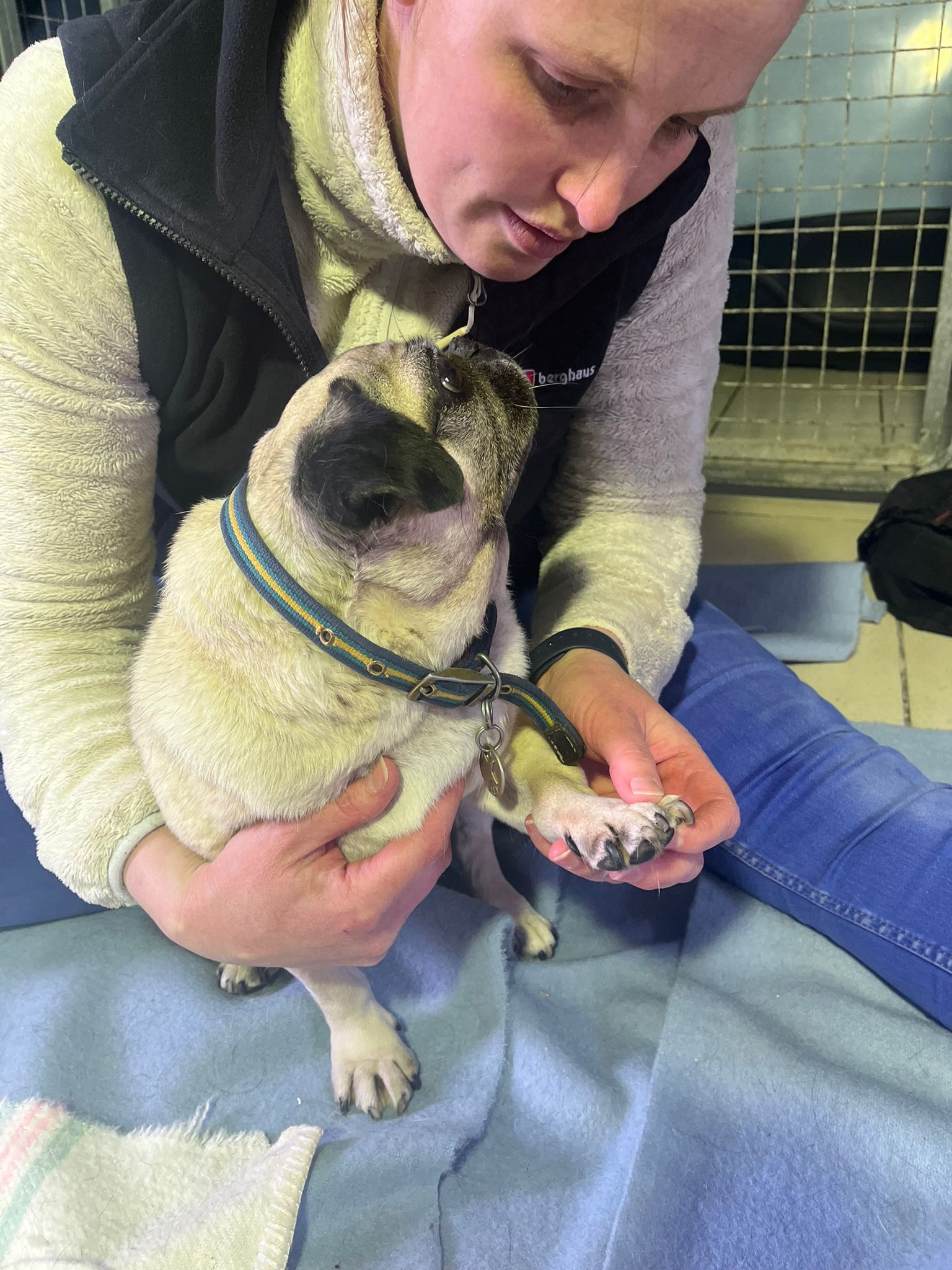 Person examining a pug's paw. The dog sits on a blue blanket. Person wears a vest and a sweater.