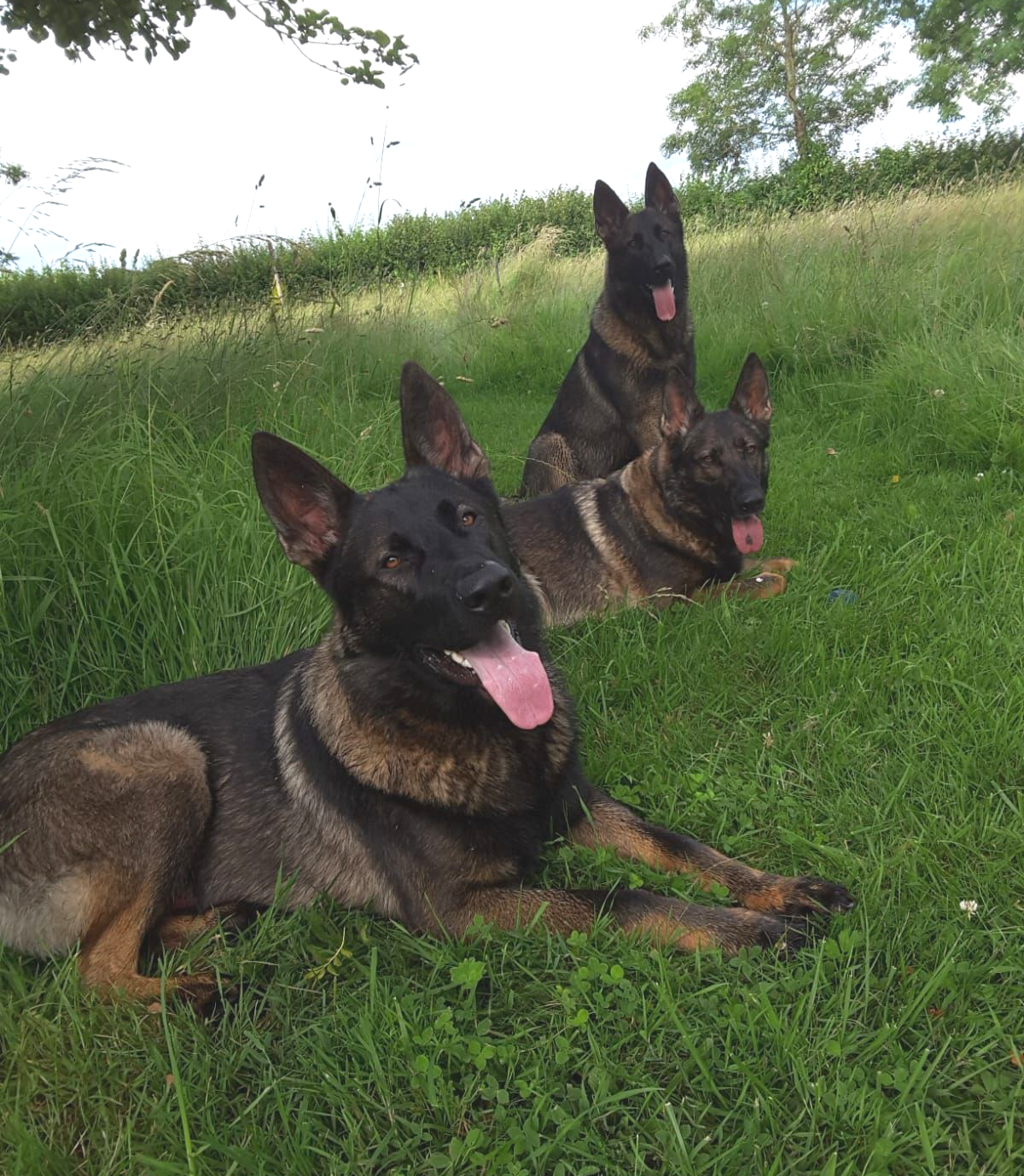 Three German Shepherds lying in green grass; two are looking at the camera, tongues out.