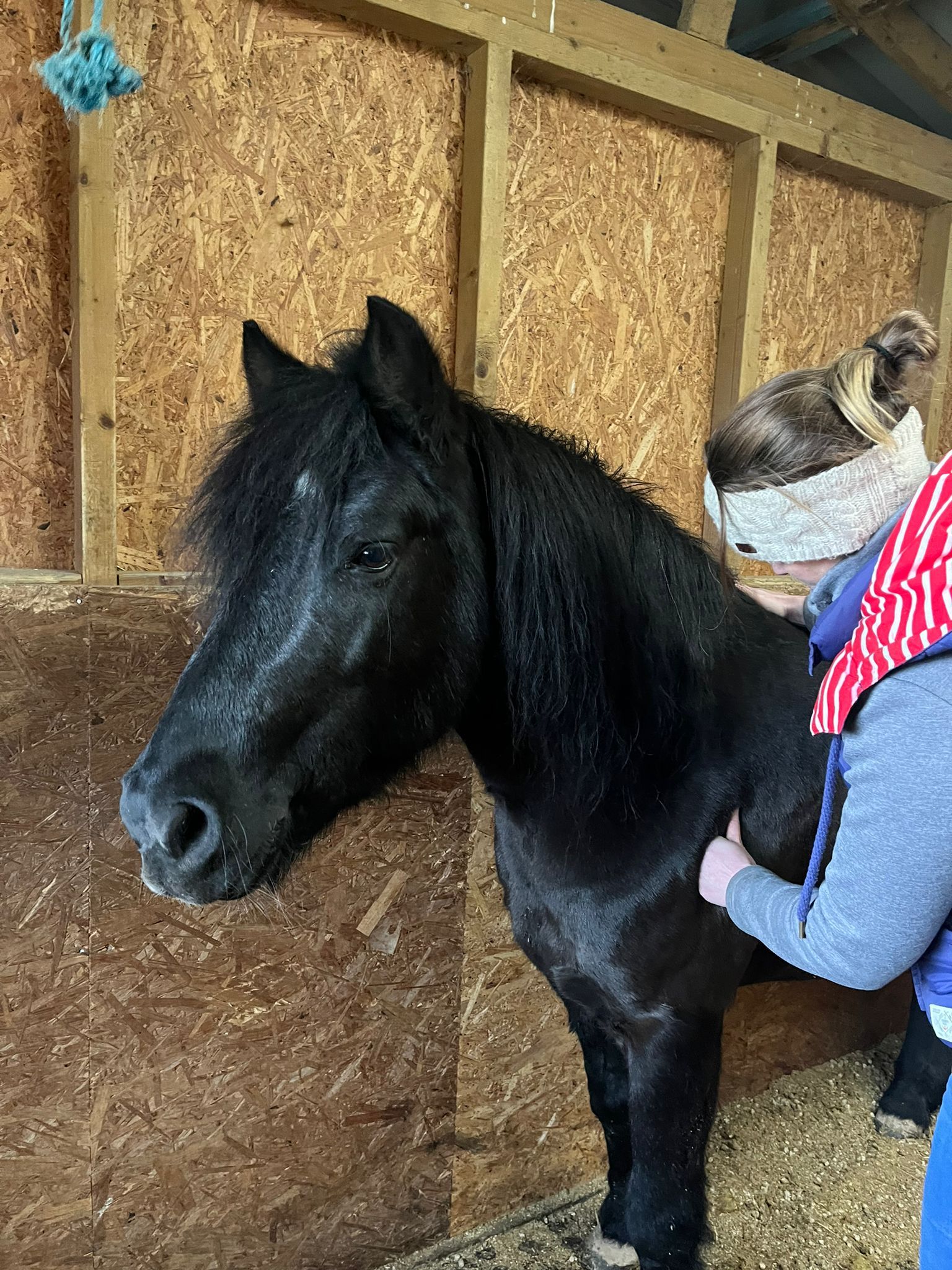 Black pony being brushed in a wooden stable. Person in blue shirt to the right.