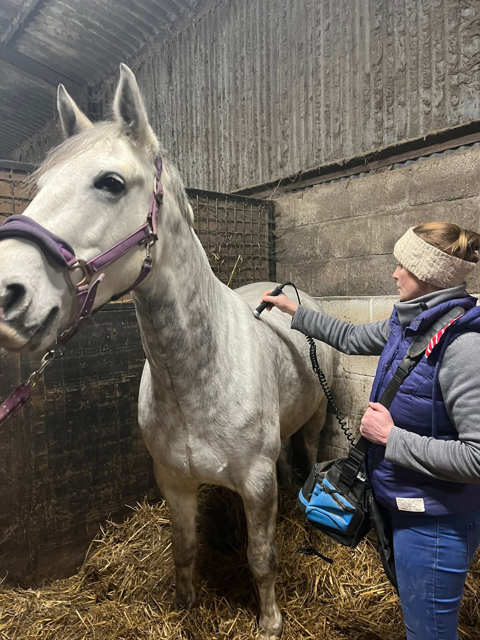 Grey horse in a stable being groomed by a person wearing a vest and headband.