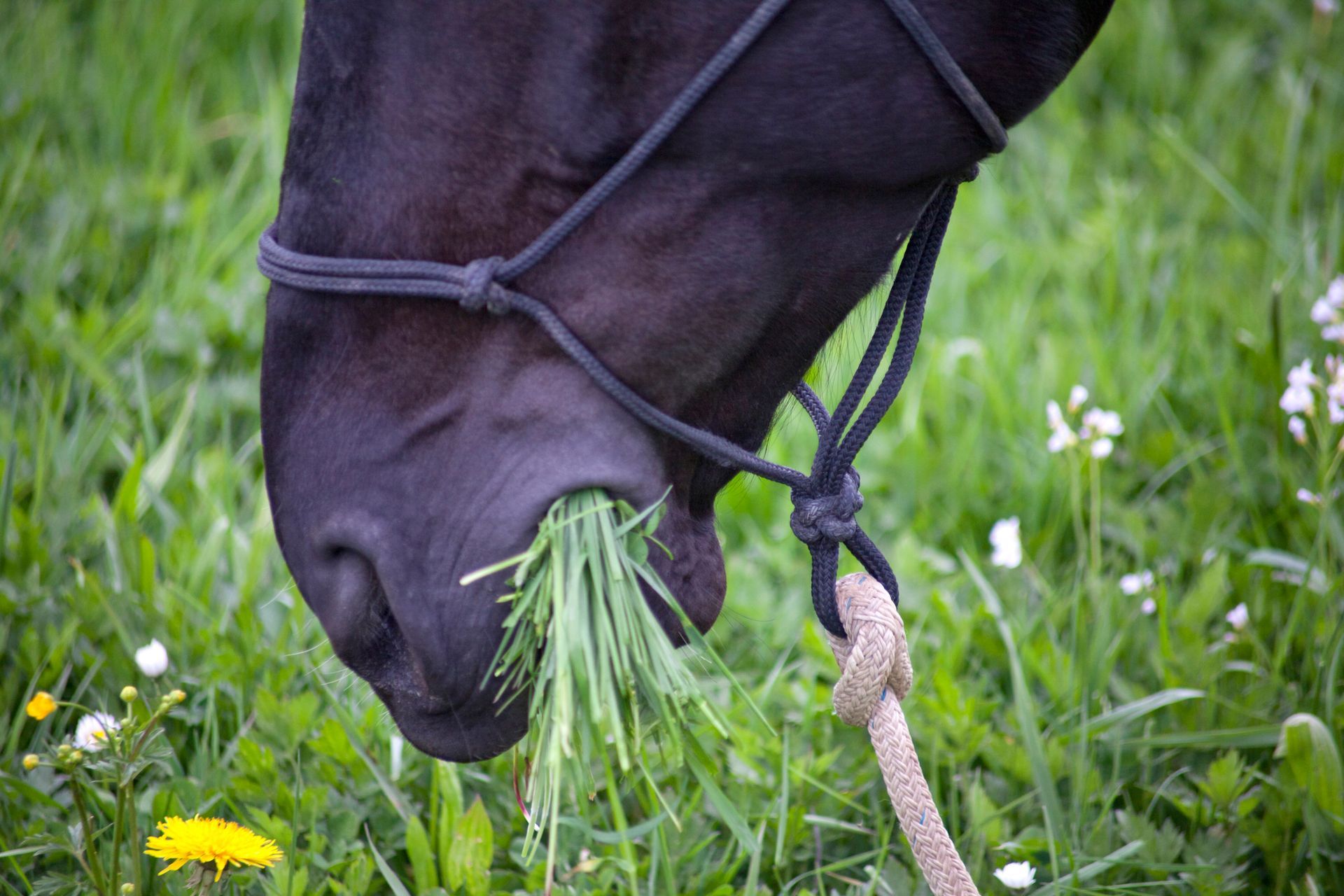 Black horse grazing on green grass, wearing a rope halter, outdoors.