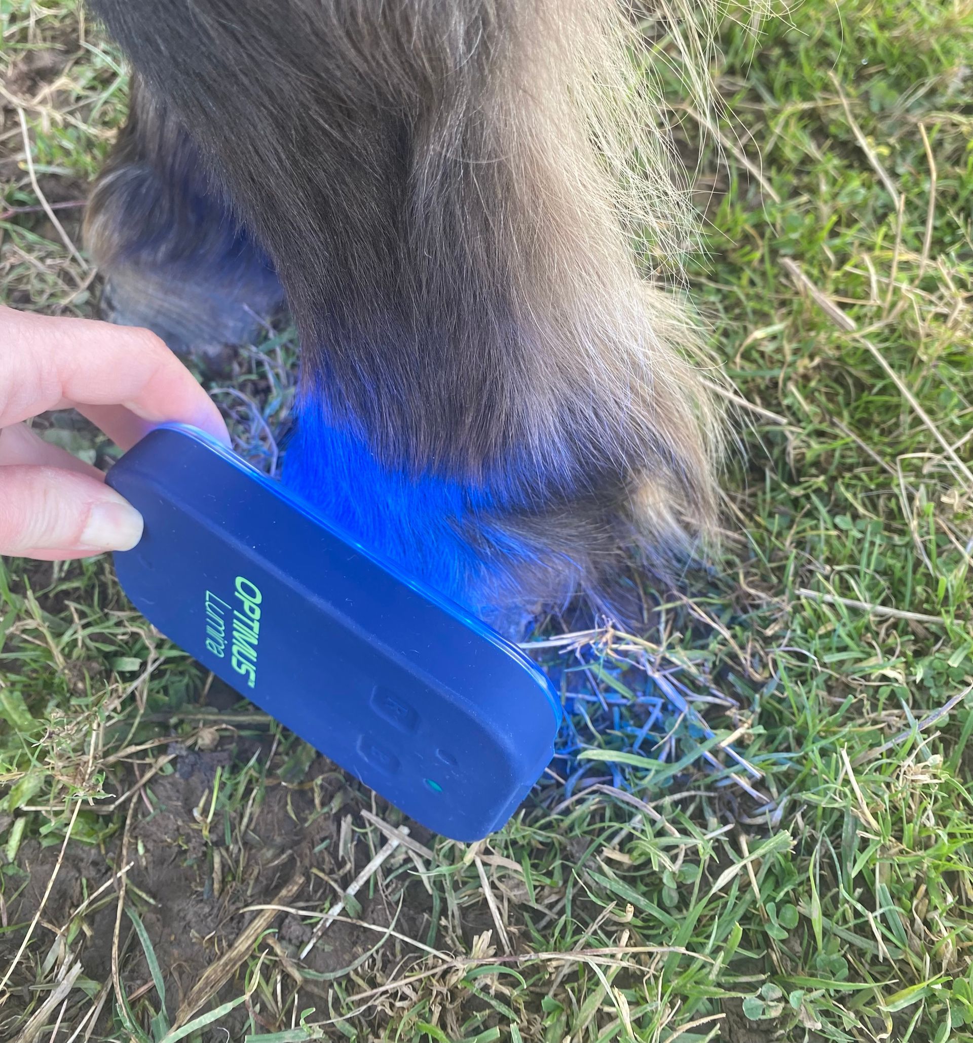A person holds a blue device emitting blue light onto a horse's hoof and fetlock, outdoors on grass.