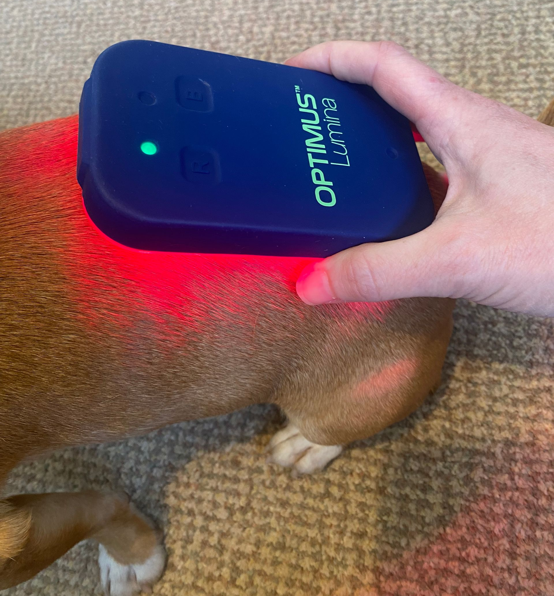 A hand holds a blue Optimus LASER device over a dog's back, emitting red light.