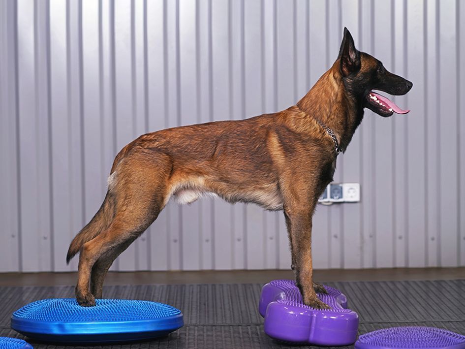 Belgian Malinois dog stands on balance pods, tongue out, in a training setting.