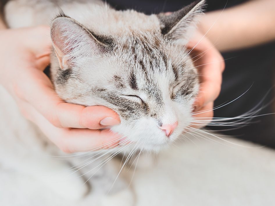 Cat being held by hands, eyes closed, enjoying petting. Pale fur with grey markings.