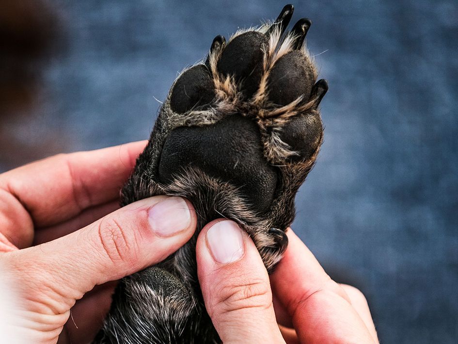 Hands holding a dog's black paw, showing pads and fur.