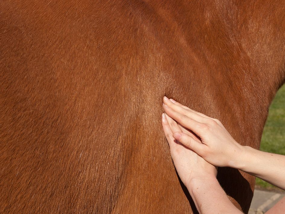 Hands palpating a brown horse's flank, likely examining the animal.
