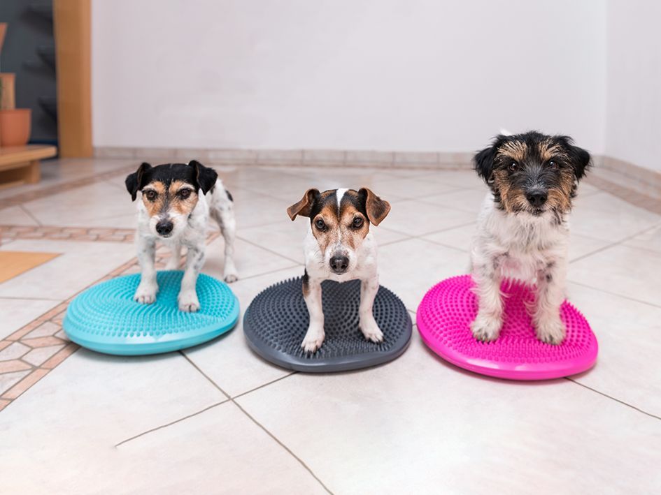 Three dogs standing on blue, gray, and pink balance discs inside a room.