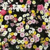 A bunch of different types of flowers are floating in the water.