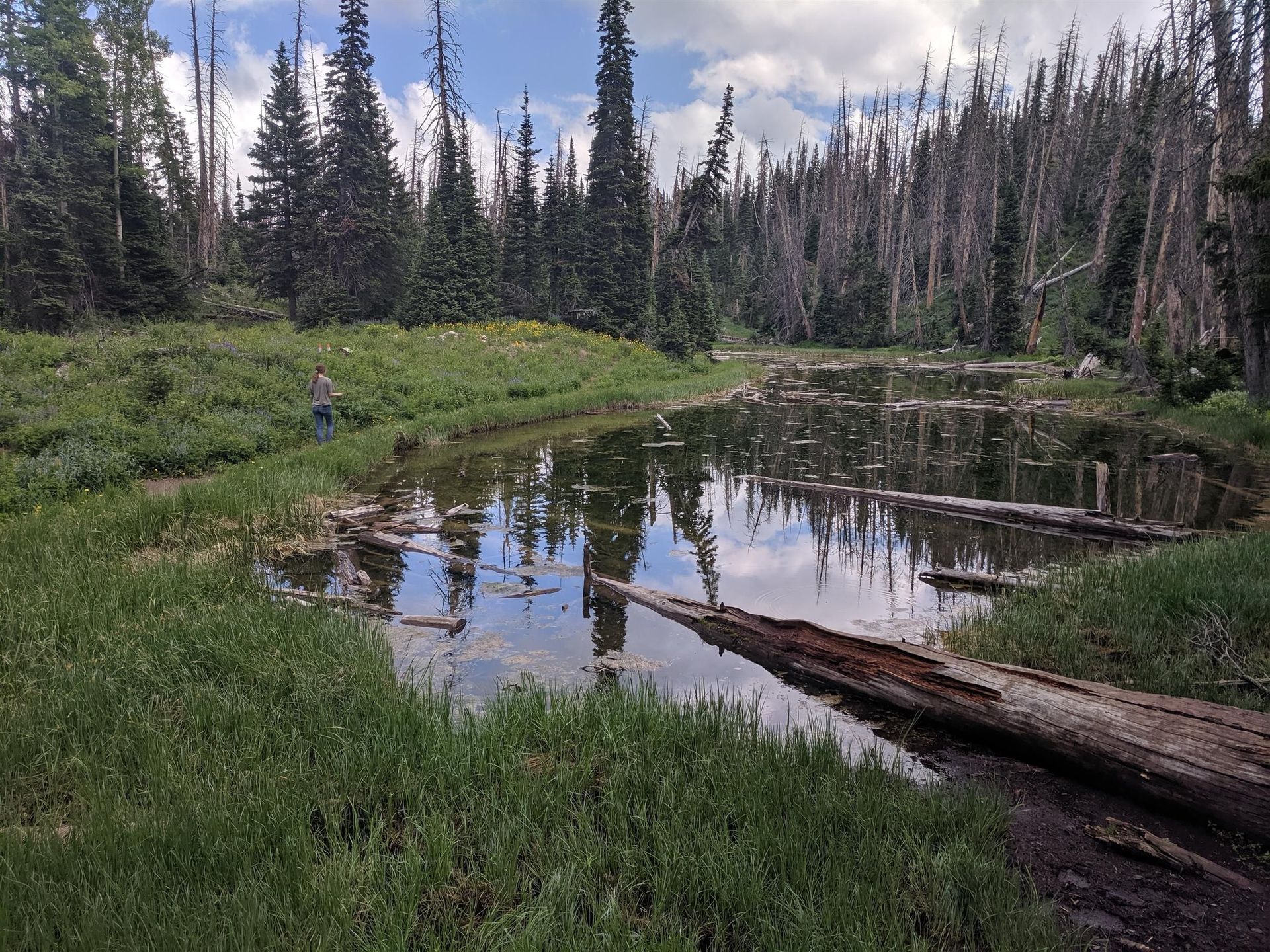 A river in the middle of a forest surrounded by trees and grass.