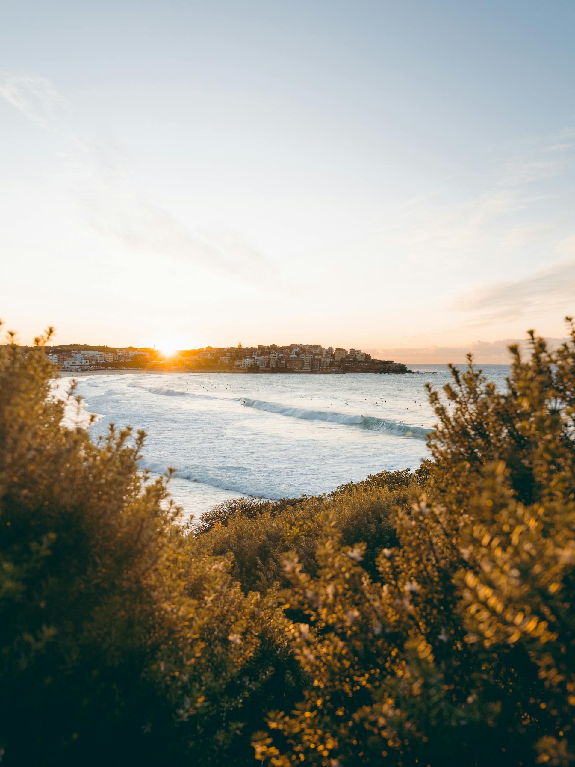 Ocean view with sunset over the horizon, framed by golden bushes. — GMS Legal & Conveyancing In 38 Canton Beach Rd Toukley, NSW