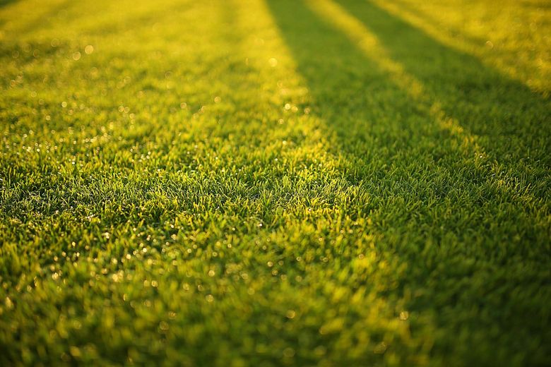 The sun is shining through the grass and casting a shadow on the grass.