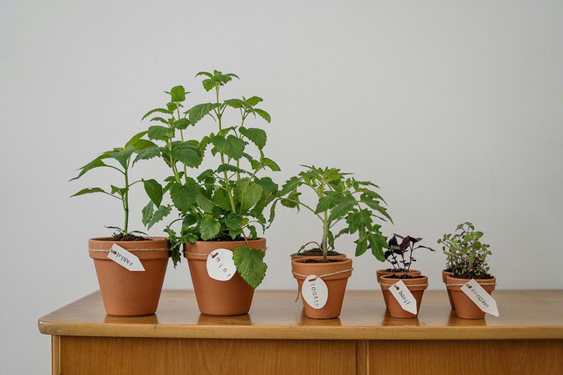 A row of potted plants are sitting on a wooden table.