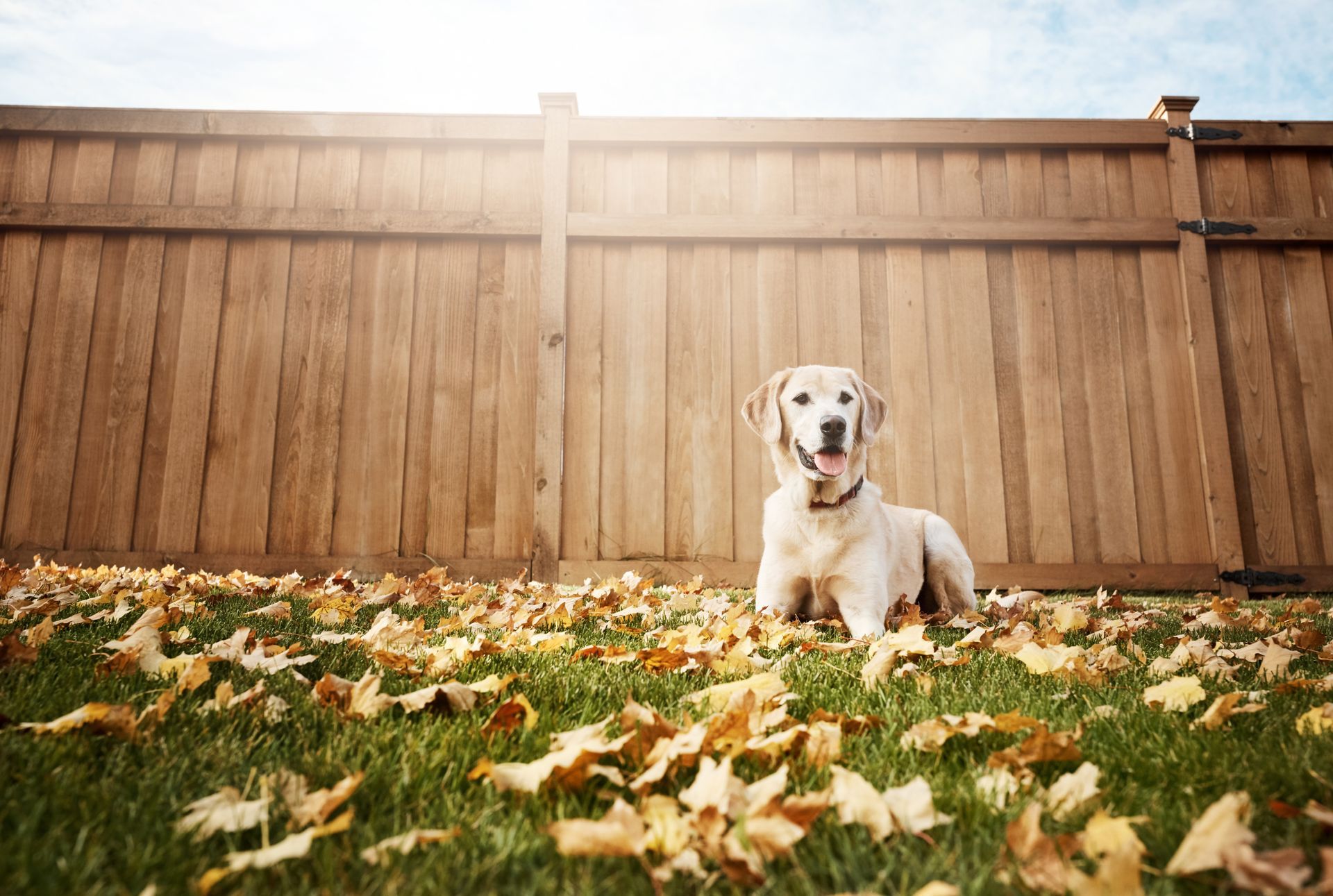 A dog is sitting in a pile of leaves in front of a wooden fence.