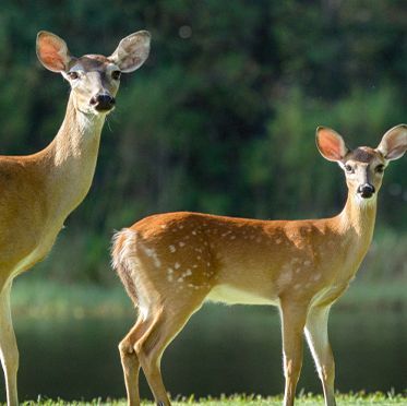 Two deer standing next to each other in the grass