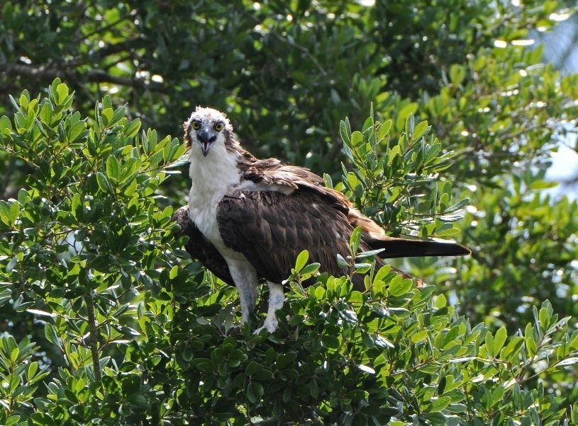An osprey perched on top of a tree branch
