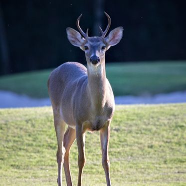 A deer standing in a grassy field looking at the camera