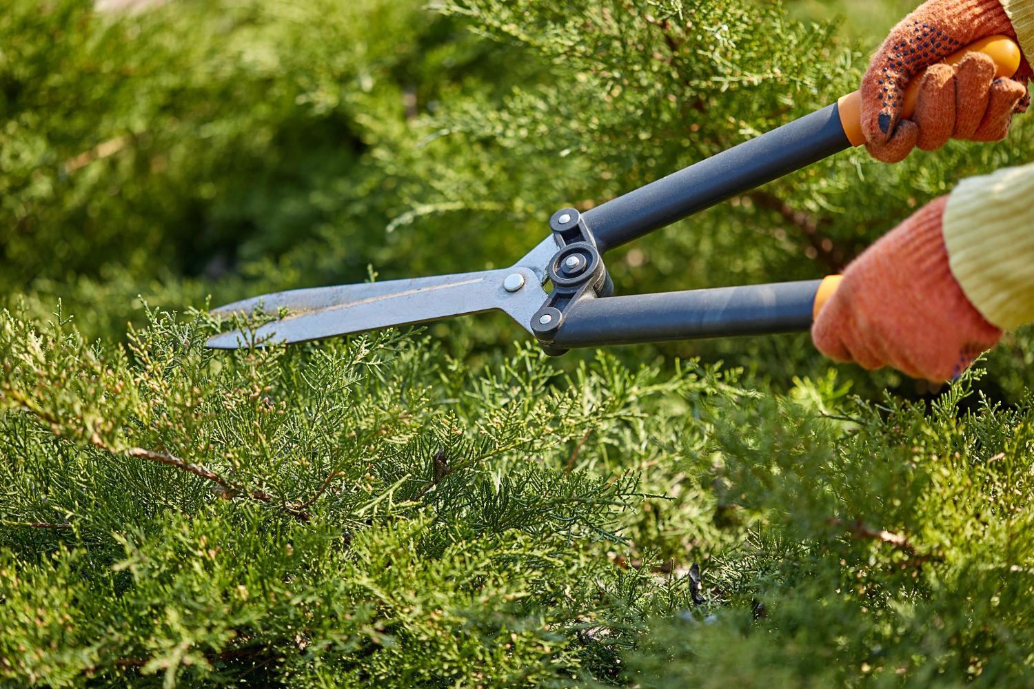 Garden shears cutting green hedge, with gloved hands trimming foliage