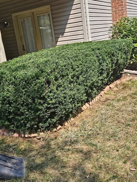 A hedge is growing in front of a house.