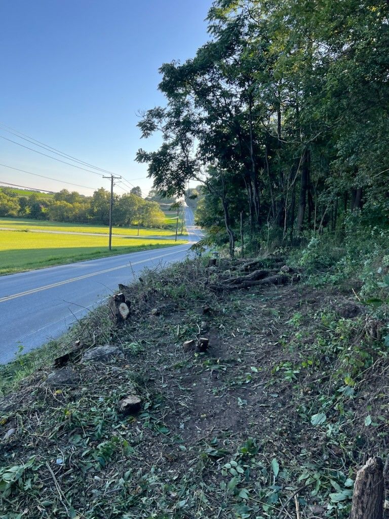 A road with trees on the side of it and a field in the background.